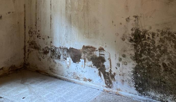 Black mold damaged wall