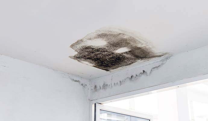 Black mold growth on a white ceiling and wall corner