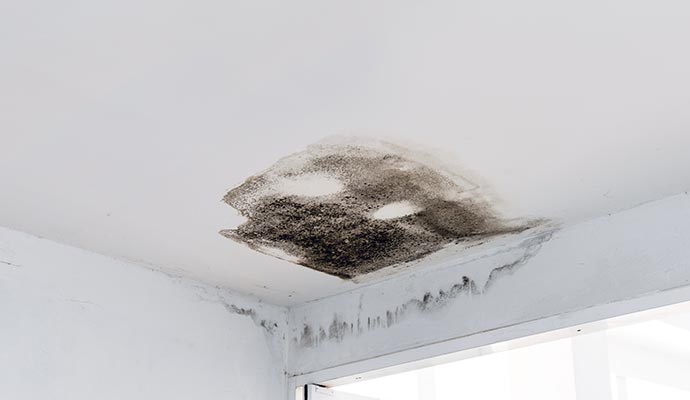 Black mold in the ceiling