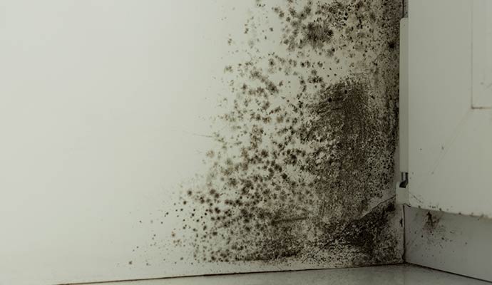 Black mold on the corner of the wall