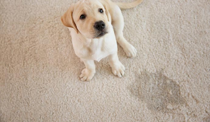 pet urine on carpet