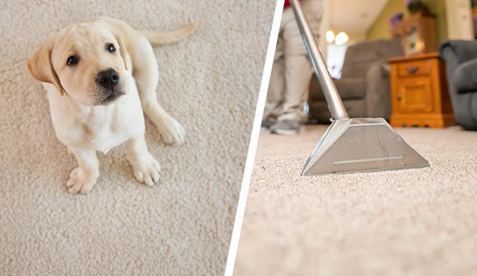 pet stain removed from carpet in Dayton