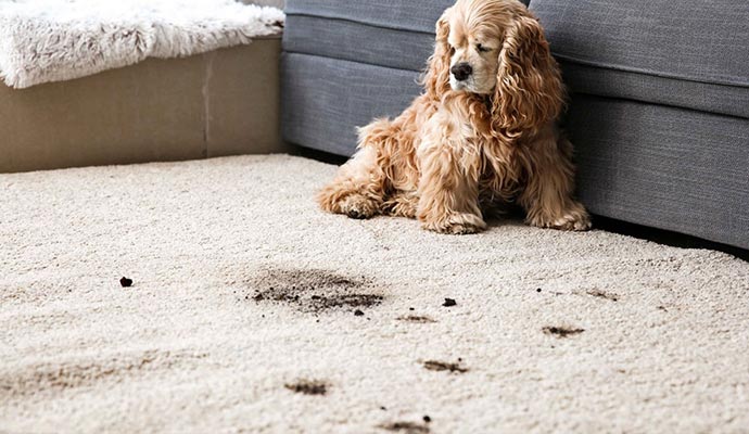 pet makes dirt on carpet