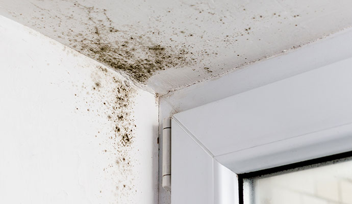 Mold on the wall