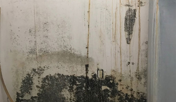 Wall with black mold growth and water stains