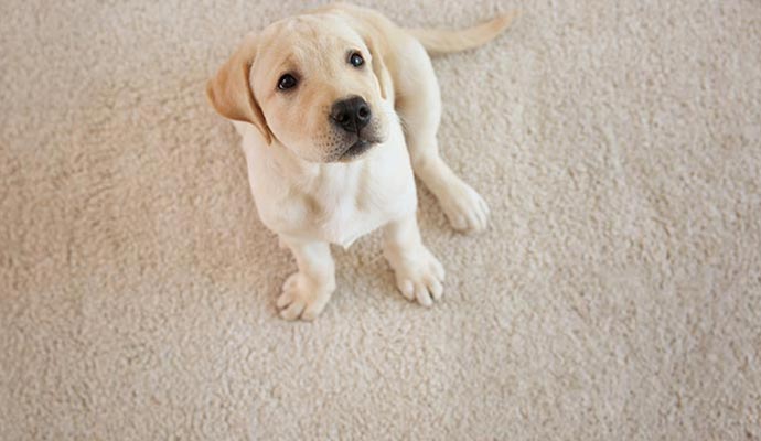 A dog sitting on carpet