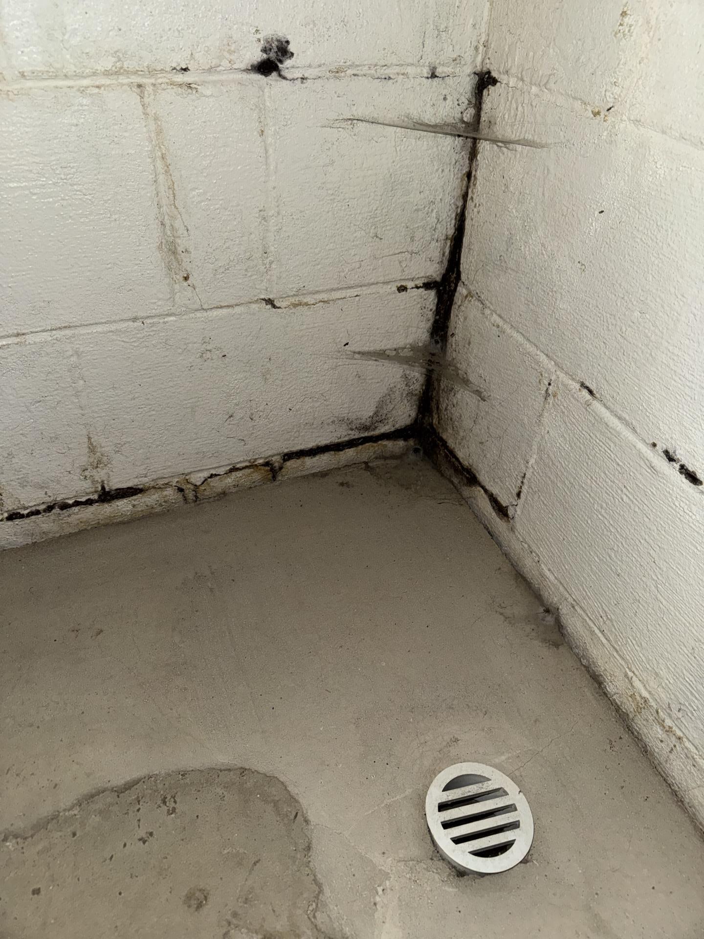 Active mold growth spreading along concrete block walls near a basement floor drain requires remediation.