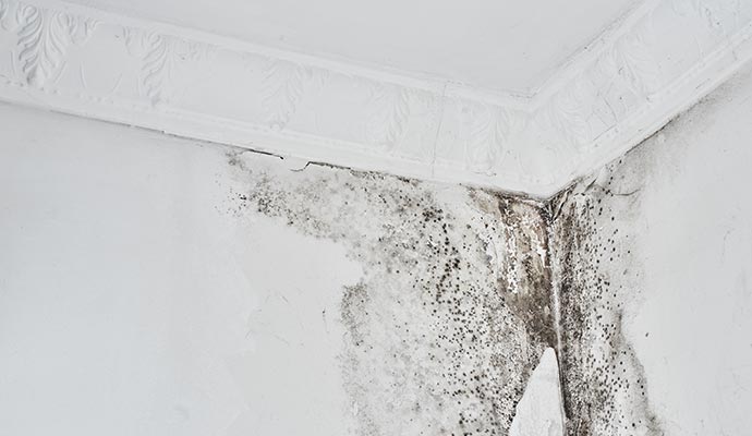 Mold affected wall and ceiling