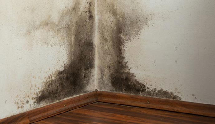 Mold damaged wall corner