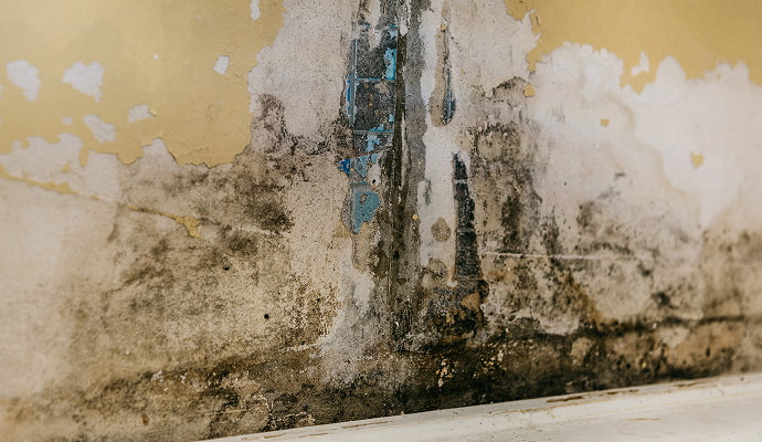Mold damaged wall