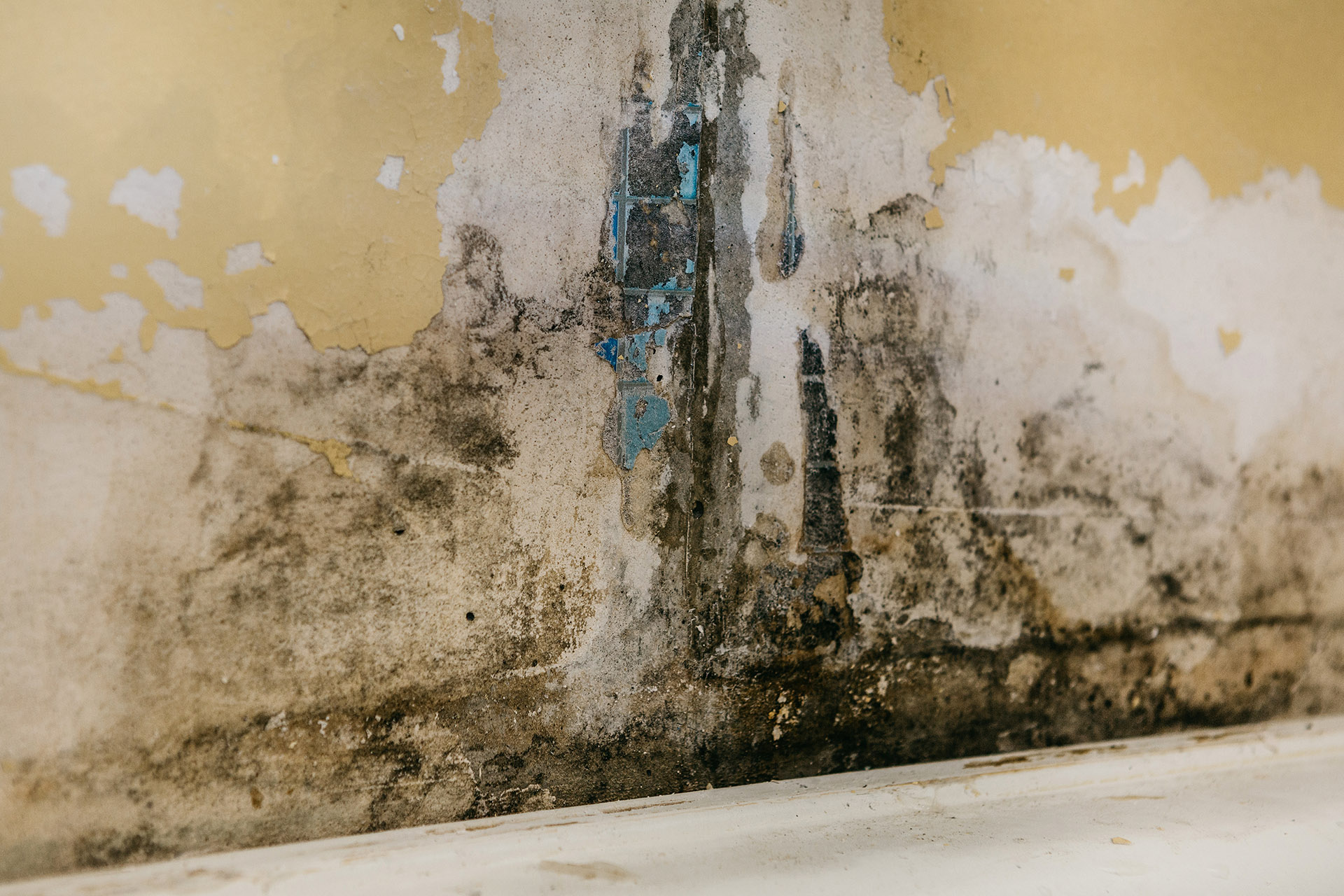 Mold Remediation Services in Columbus, OH