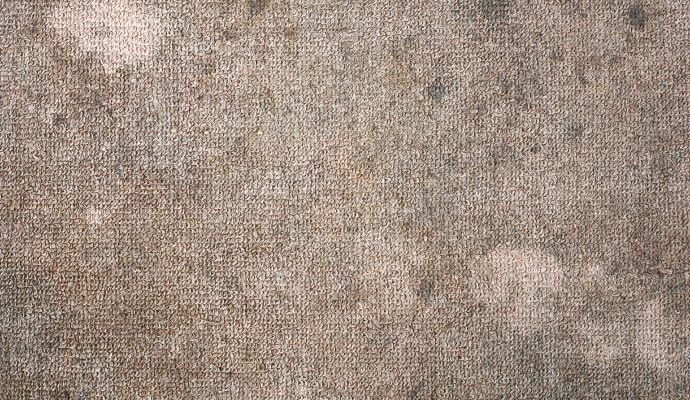 Carpet severely damaged by mold