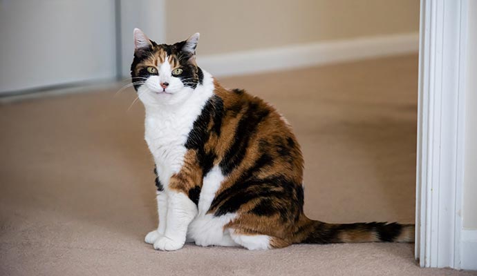 Pet sitting on carpet