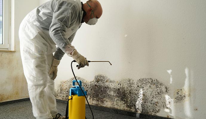 Professional mold remediation service