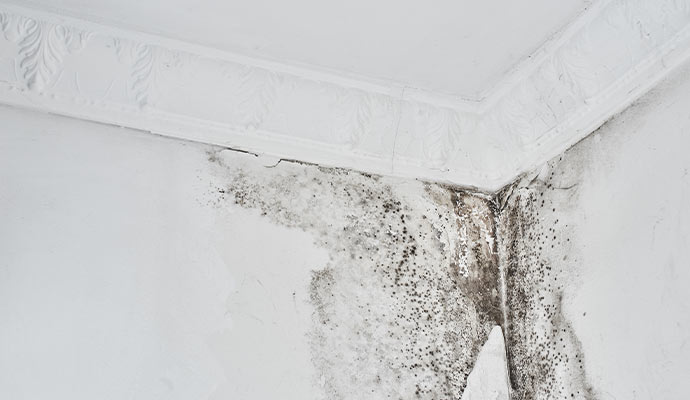 Mold damaged ceiling corner