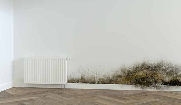 Severe wall mold damage.