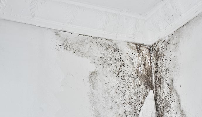 Room corner showing black mold growth along the ceiling and wall