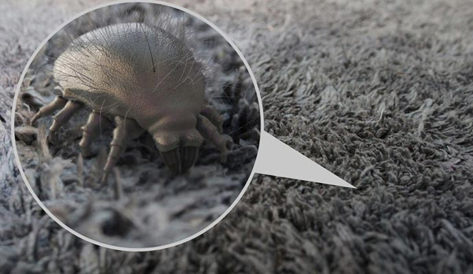 Dust mite illustration on carpet fibers